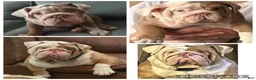 Beabull dogs for sale: Georgie - Ad 9