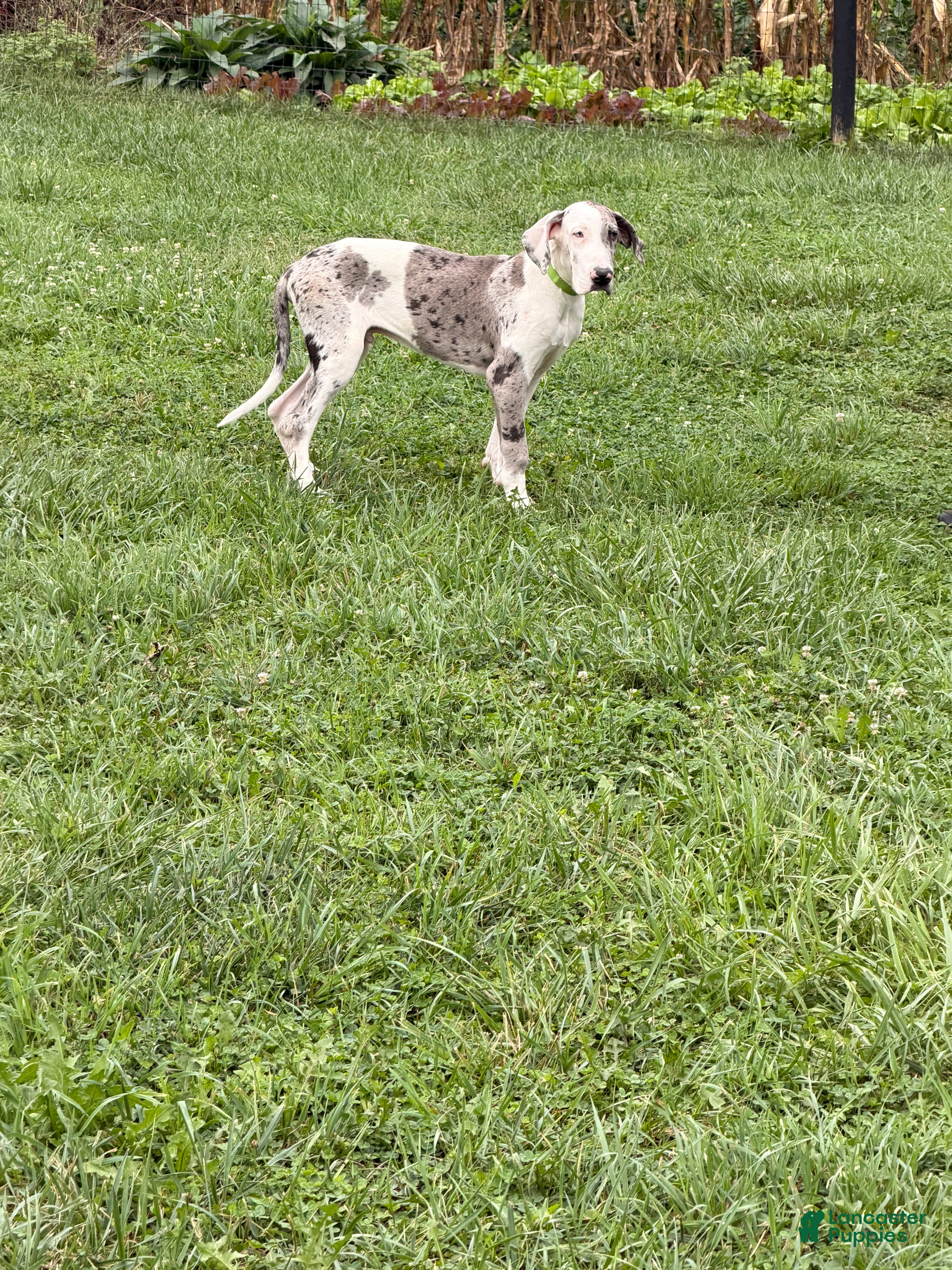 Great Dane dogs Patches Great Dane  - Ad 2