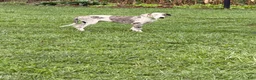 Great Dane dogs for sale: Patches Great Dane  - Ad 2