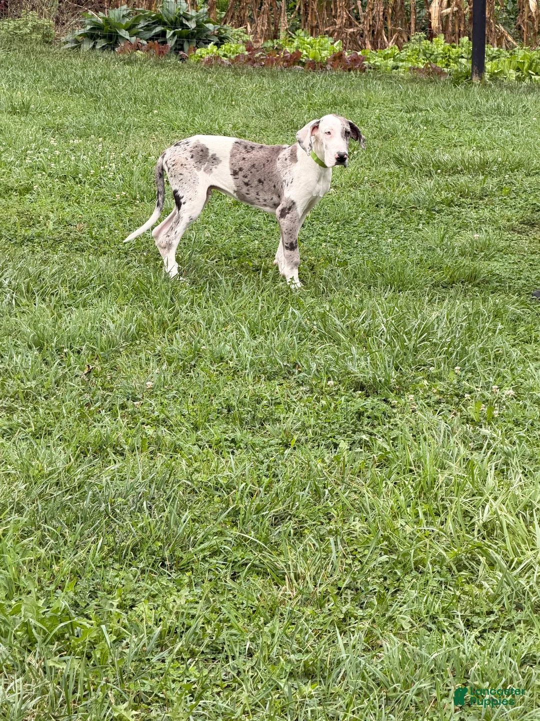 Great Dane dogs for sale: Patches Great Dane  - Ad 2