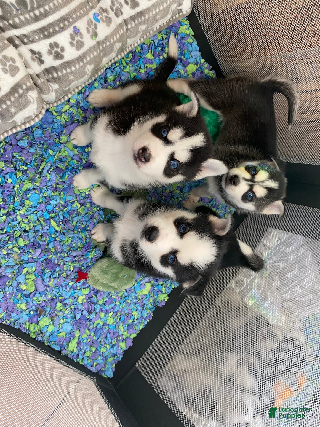 Pomsky dogs for sale: Snickers - Ad 5