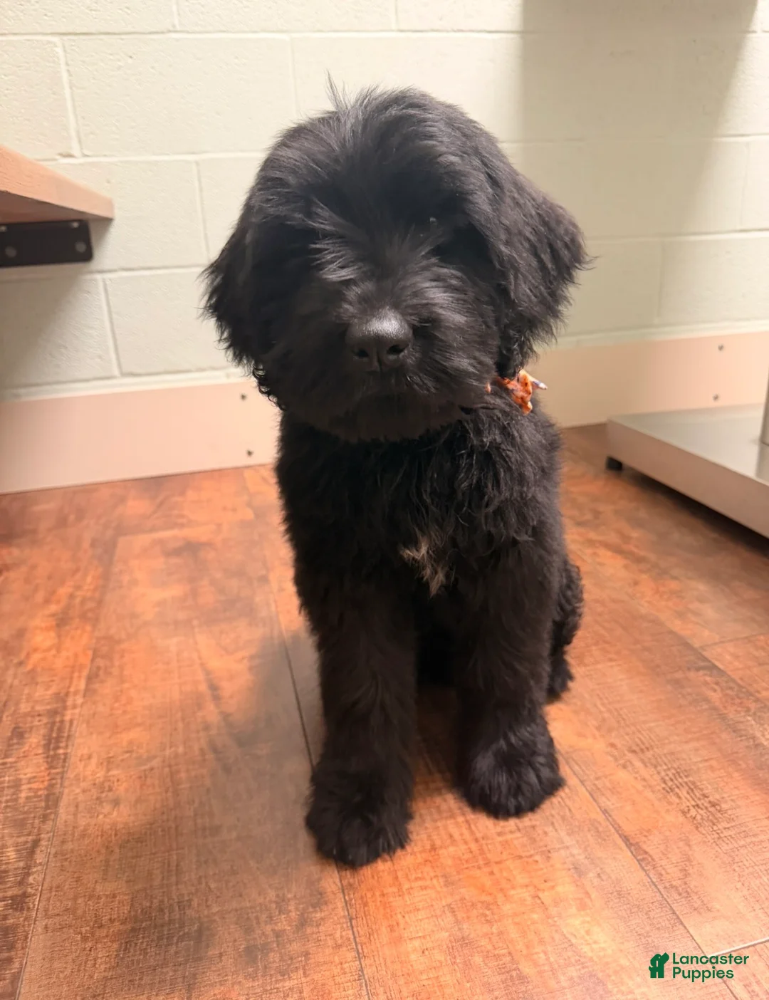 Mixed Breed dogs for sale: Mixed Breed Puppy 1 - Ad 2