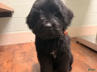 Mixed Breed dogs Mixed Breed Puppy 1 - Ad 37