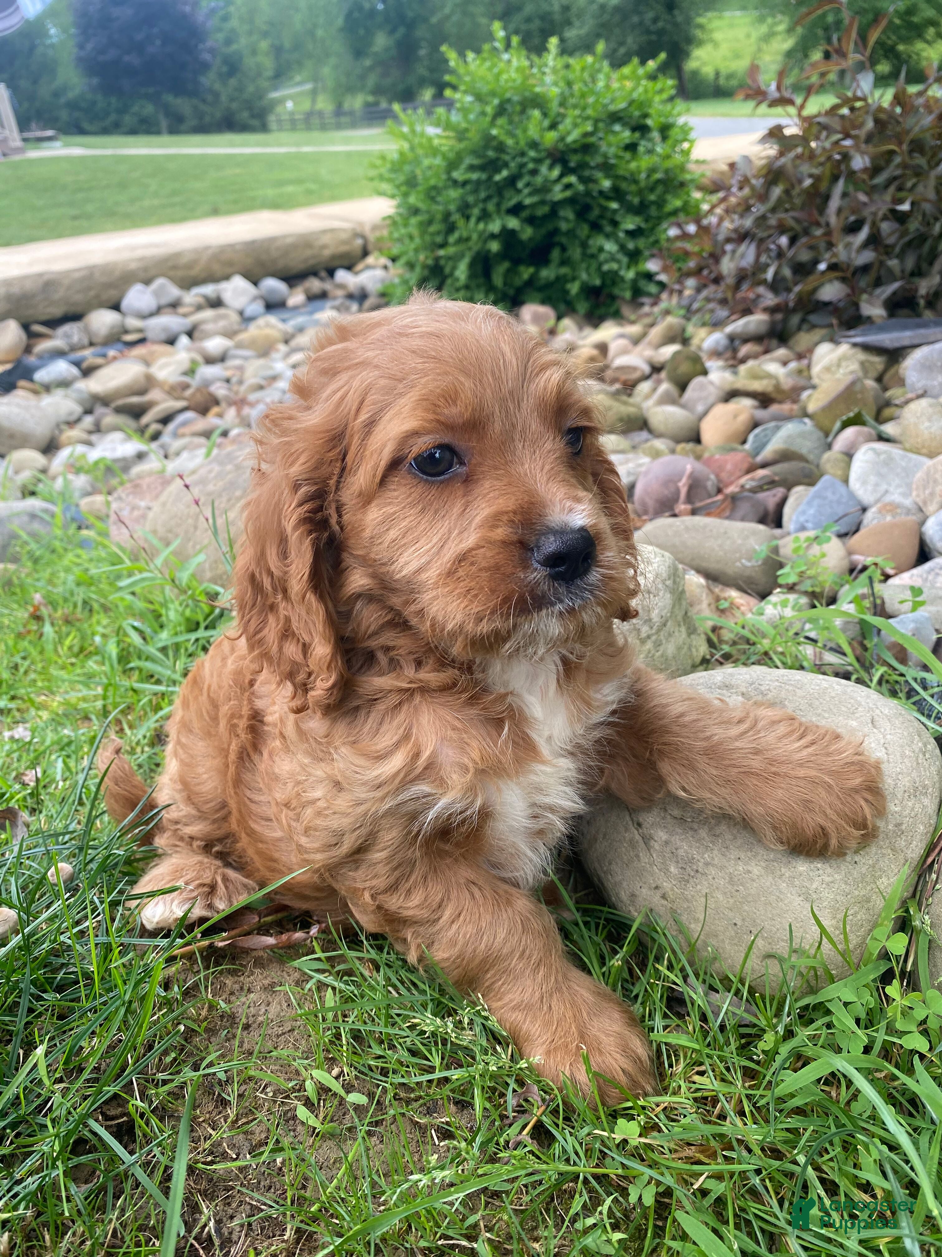 Cockapoo dogs Cash - Ad 2