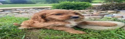 Cockapoo dogs for sale: Cash - Ad 11