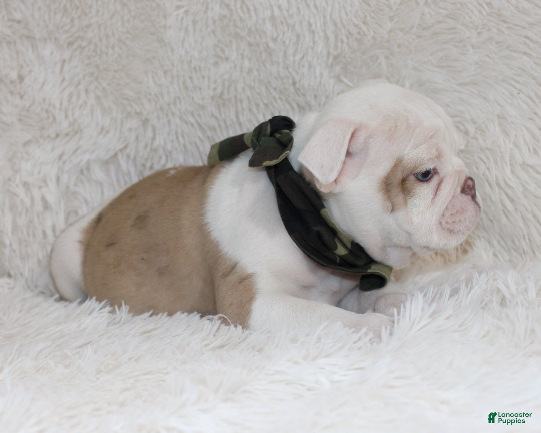 English Bulldog dogs for sale: Patrick - Ad 5