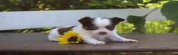 Chihuahua dogs for sale: Ardell - Ad 2
