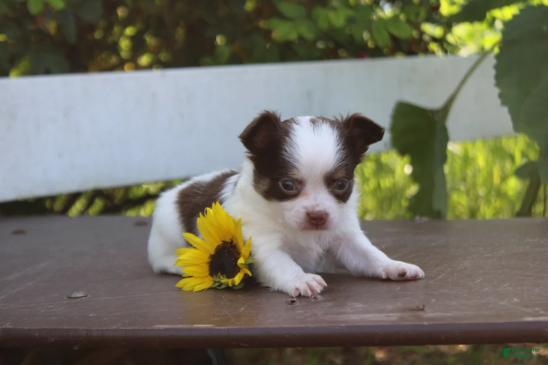 Chihuahua dogs for sale: Ardell - Ad 2
