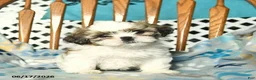 Shih Tzu dogs for sale: Sky   - Ad 3