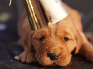 Golden Retriever dogs Emma - AKC, Genetically Clear - Ad 12