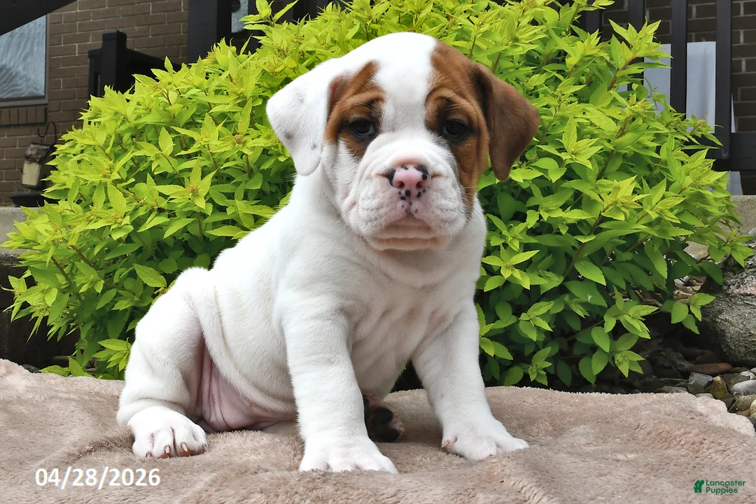 Beabull dogs for sale: Molly - Ad 1