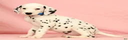 Dalmatian dogs for sale: Rascal - Ad 5