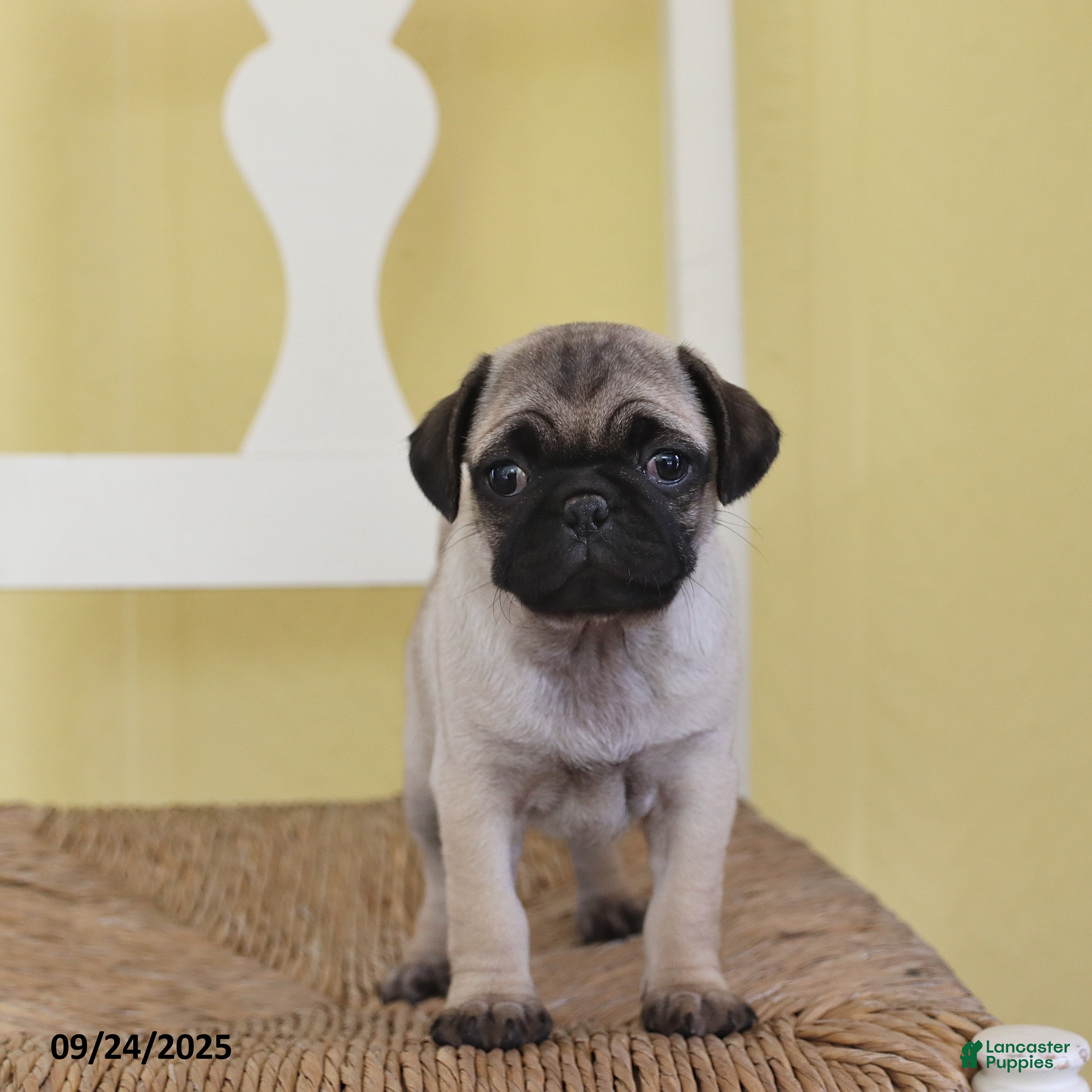 Pug dogs Daisy - Ad 2