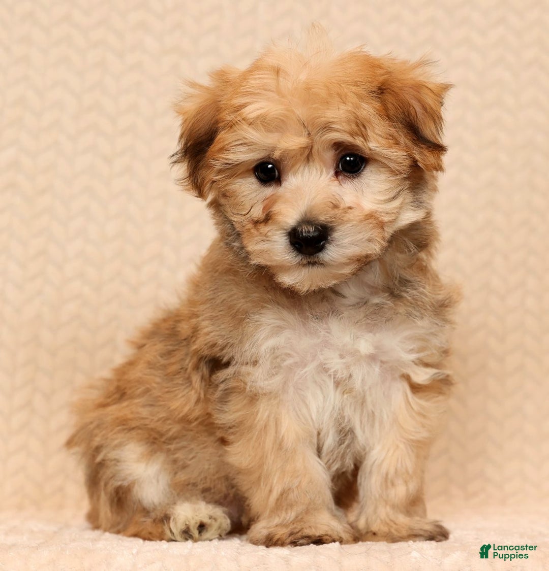 Yochon dogs for sale: Benji - Ad 3