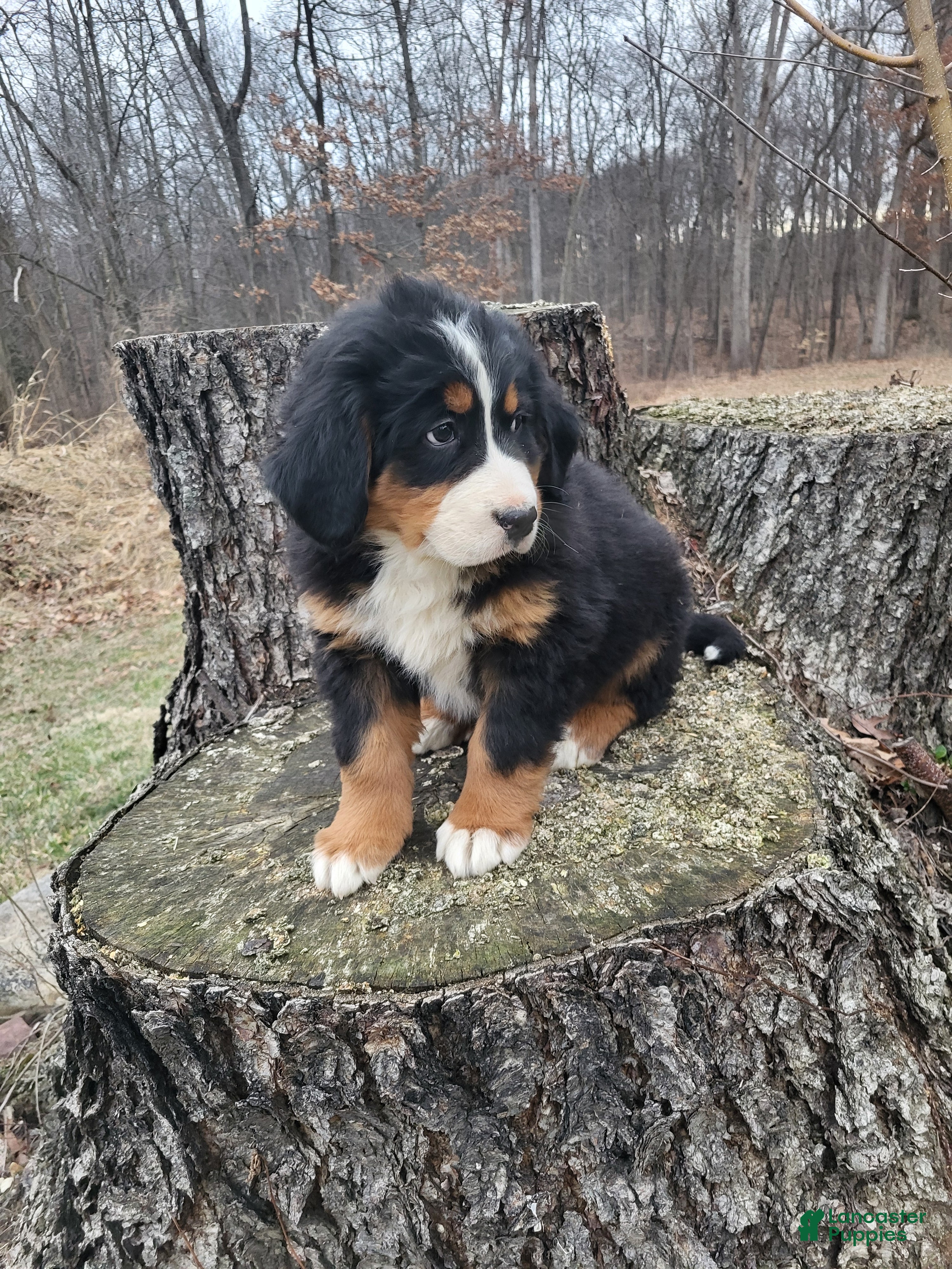 Bernese Mountain Dog dogs Finn - Ad 1