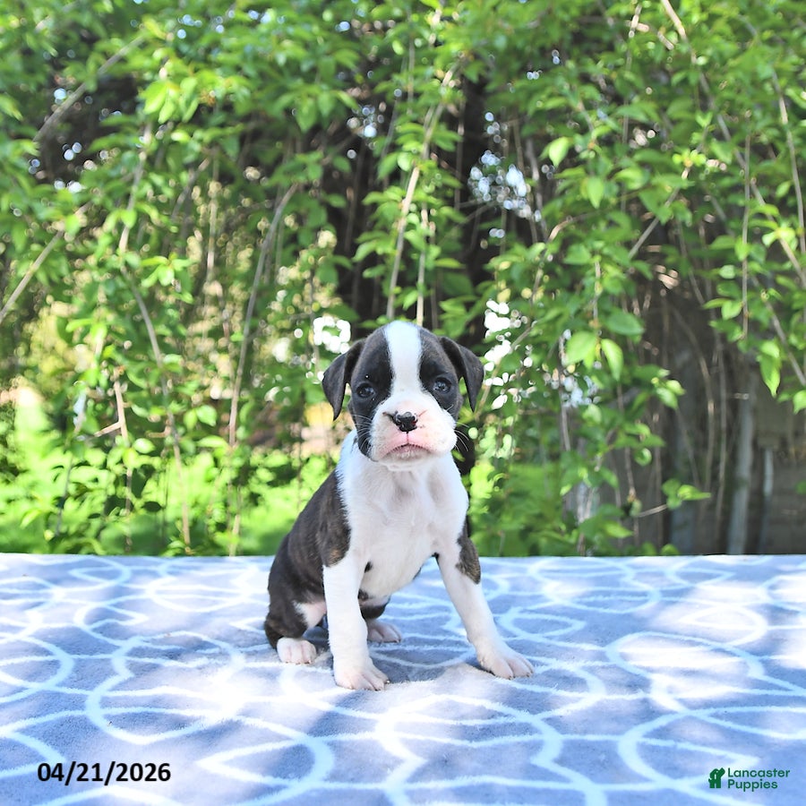 Boxer dogs Willow     extra small - Ad 1