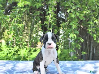 Boxer dogs for sale: Willow extra small - Ad 4