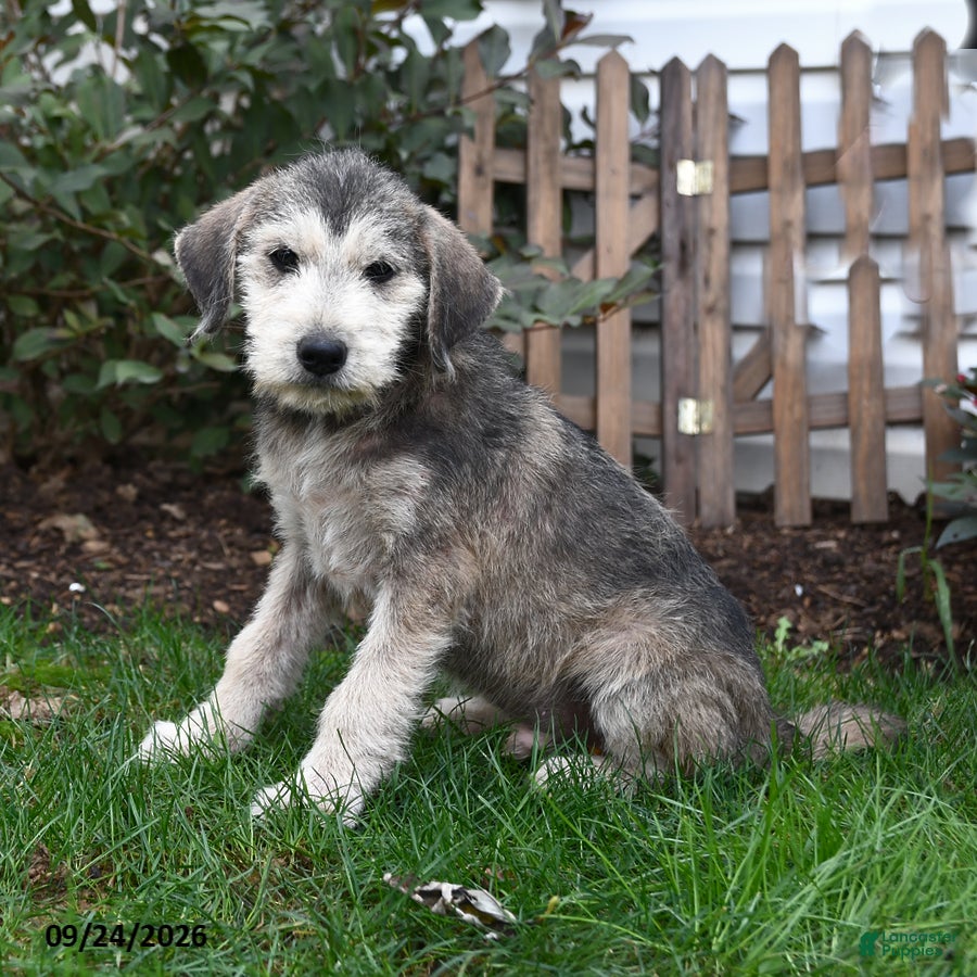 Mixed Breed dogs Rascal - Ad 2