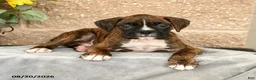 Boxer dogs for sale: Braxton - Ad 3