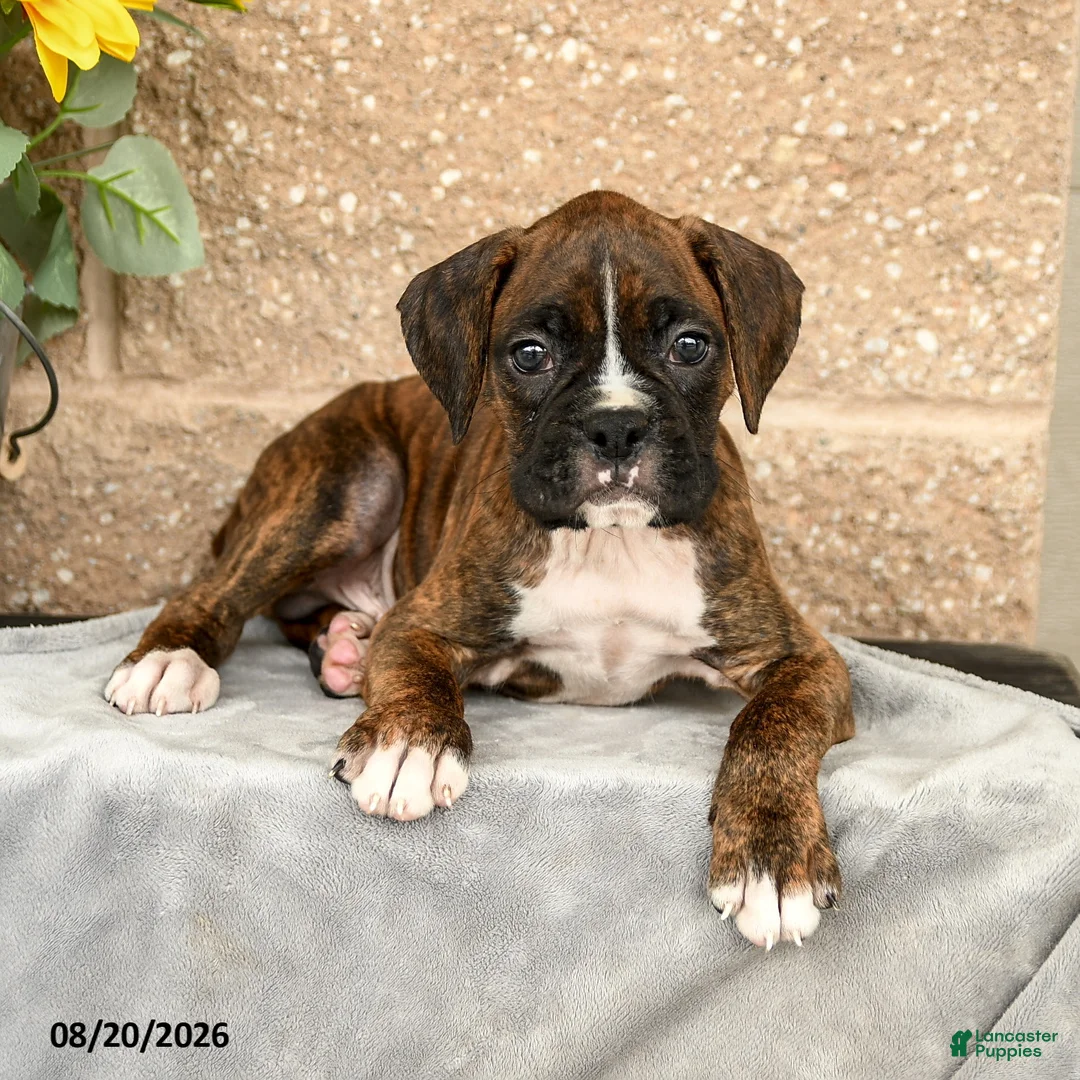 Boxer dogs for sale: Braxton - Ad 3
