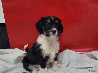 Mixed Breed dogs Mixed Breed Puppy 4isabel - Ad 16