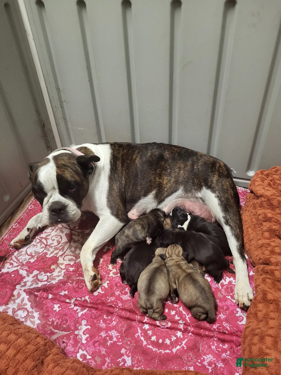 Mixed Breed dogs for sale: Muffin  - Ad 6