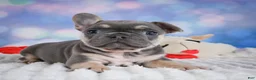 French Bulldog dogs for sale: Petunia - Ad 7