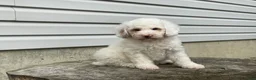 Miniature Poodle dogs for sale: Daxton Miniature Poodle  - Ad 5