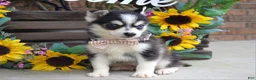 Pomsky dogs for sale: Paxton - Ad 4