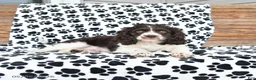 Mixed Breed dogs for sale: Patches - Ad 8