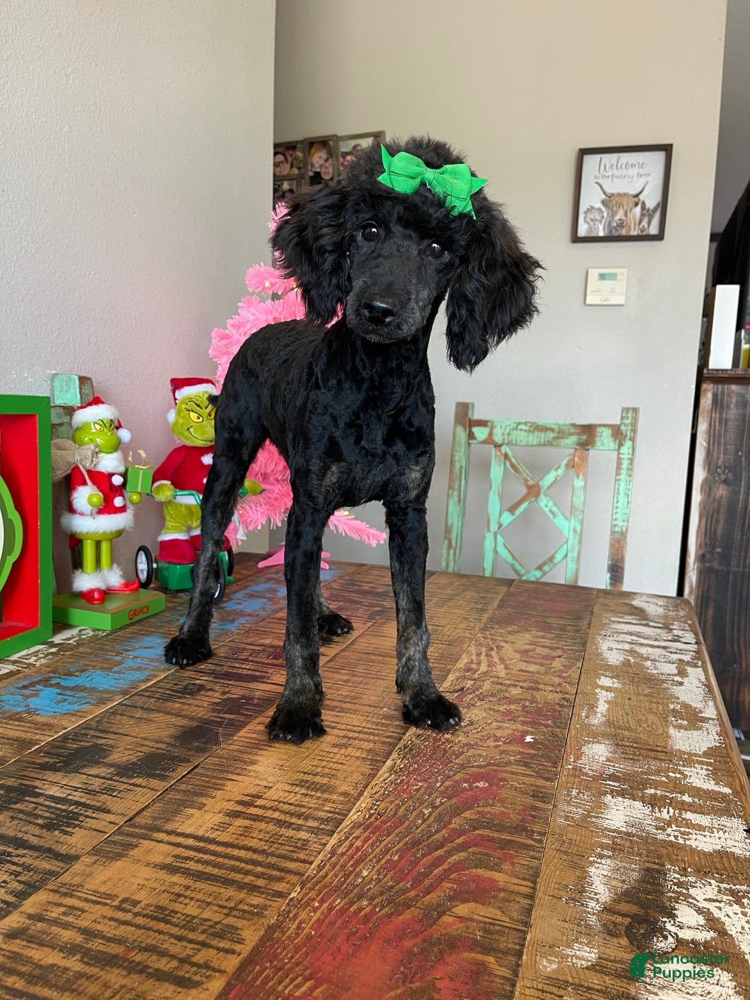 Miniature Poodle dogs for sale: Akc Clear Black Phantom Ellie - Ad 5