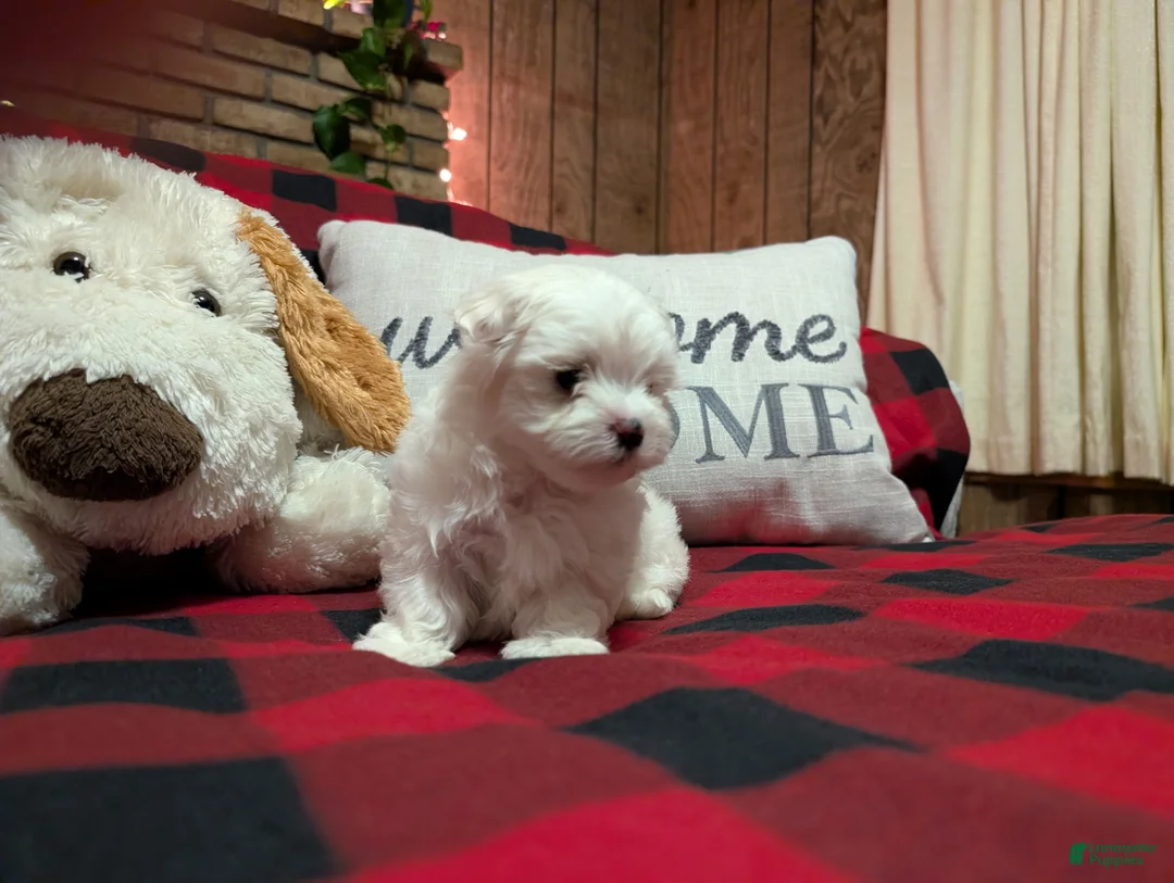 Maltese dogs for sale: Maltese Puppy 1 - Ad 6