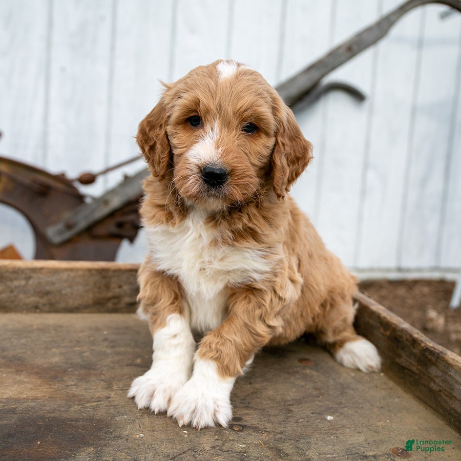 Goldendoodle dogs Oliver - Ad 20