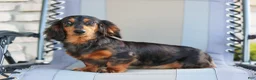 Miniature Dachshund dogs for sale: Olivia  - Ad 5