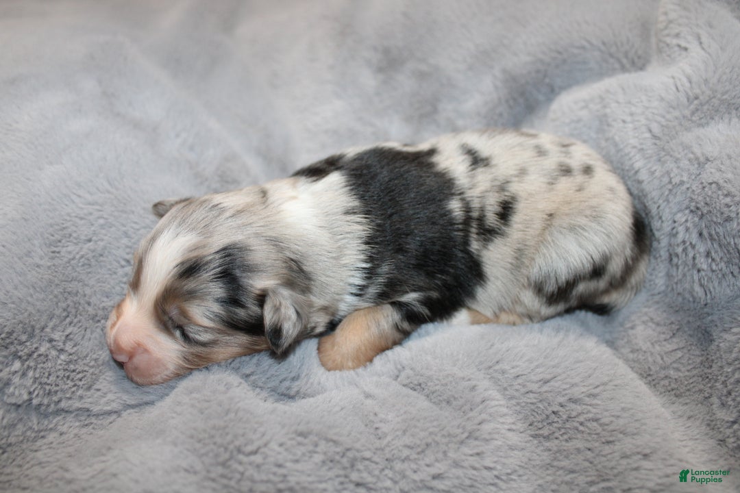 Miniature Australian Shepherd dogs for sale: Donut - Ad 6