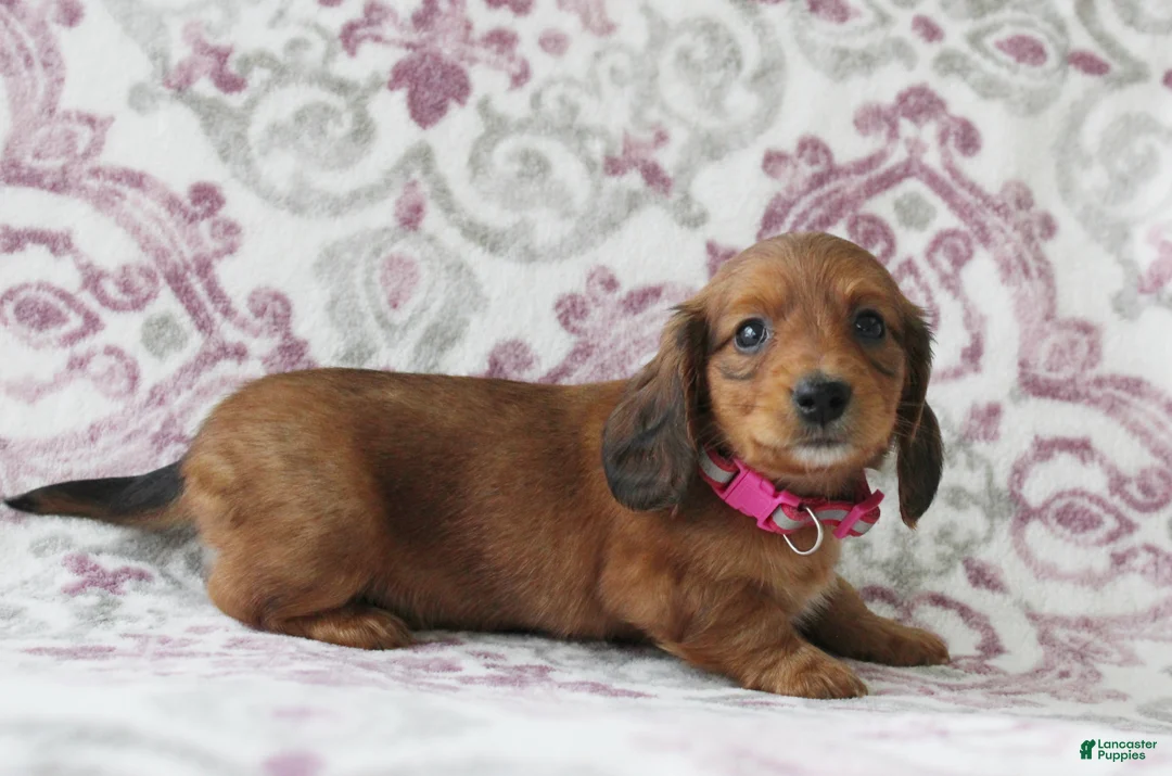 Miniature Dachshund dogs for sale: Carmel - Ad 1