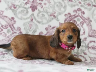 Miniature Dachshund dogs for sale: Carmel - Ad 1