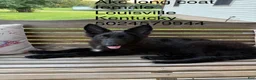 German Shepherd dogs for sale: Aurora  - Ad 3