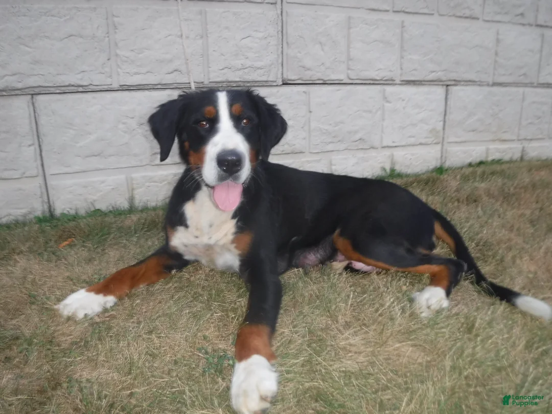 Bernedoodle dogs for sale: Heart - Ad 6