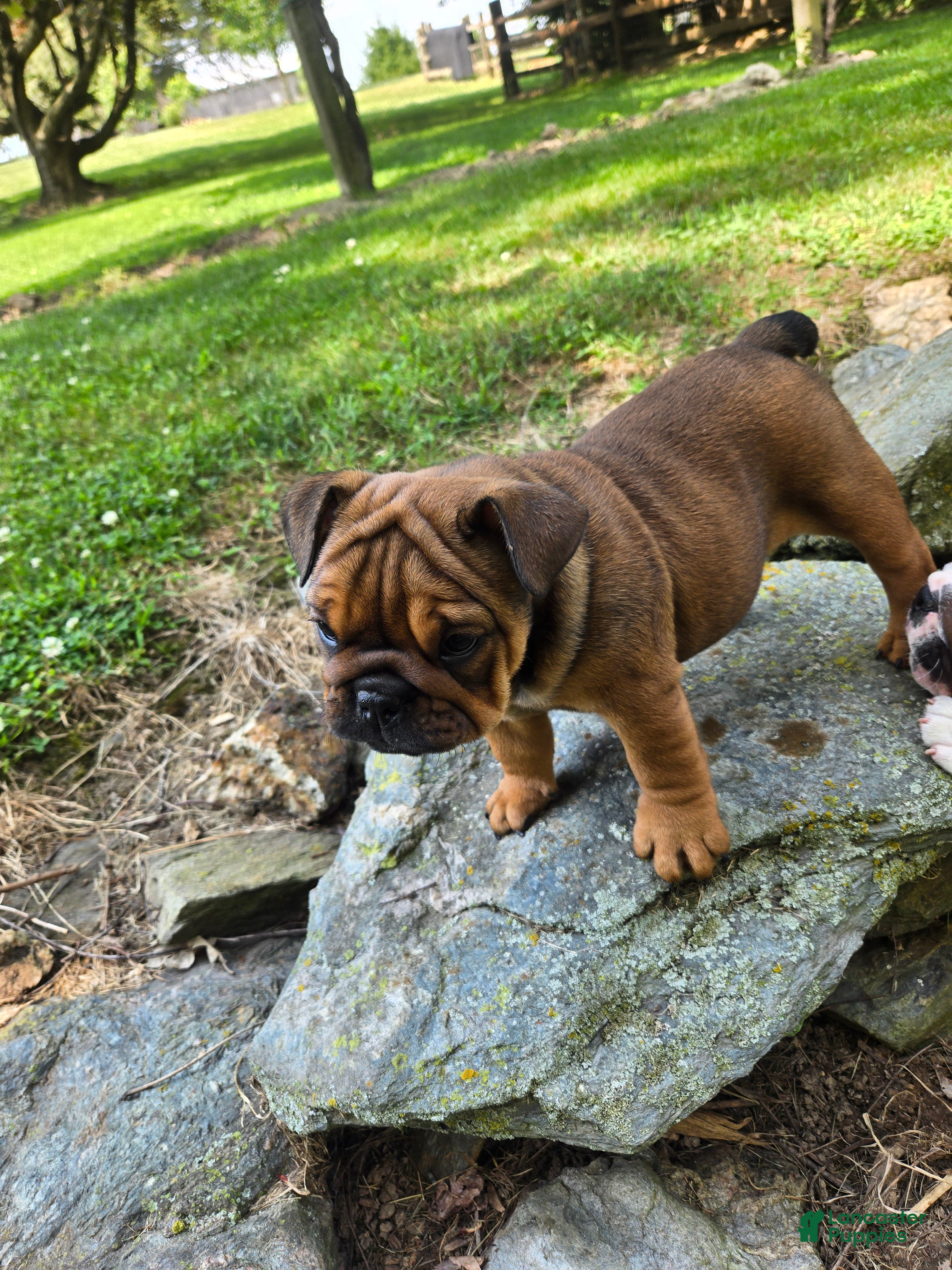 English Bulldog dogs Piper - Ad 2