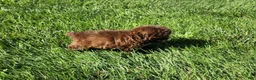 Shihpoo dogs for sale: Lucky - Ad 4