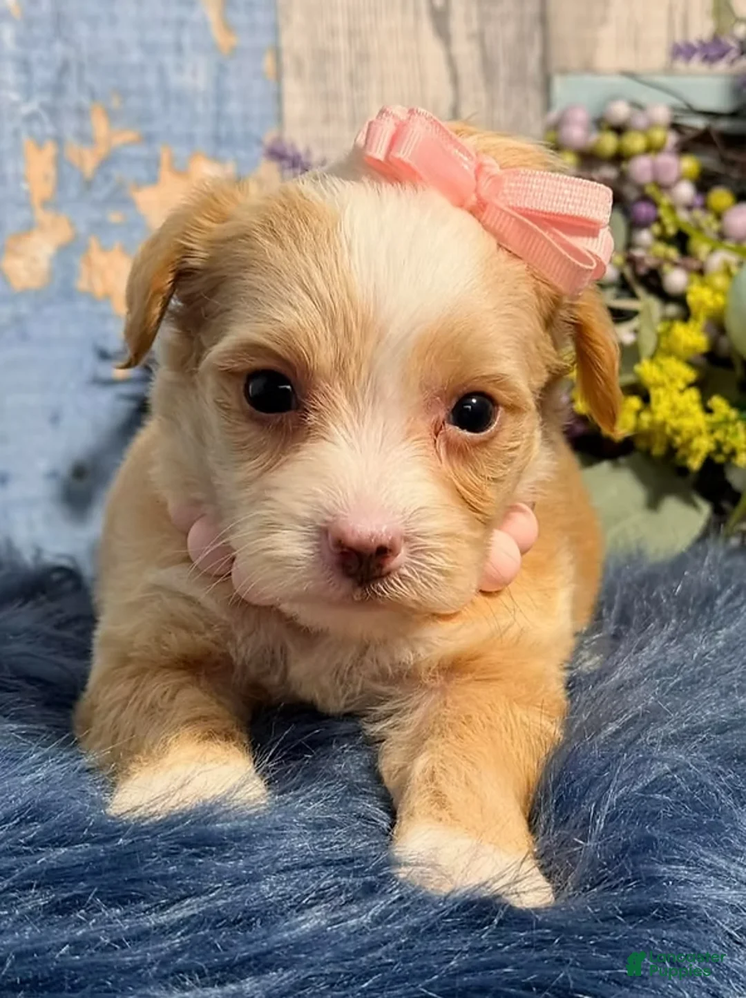 Yorkiepoo dogs for sale: Yorkiepoo Puppy 1 - Ad 2