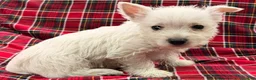 West Highland Terrier dogs for sale: Kollyn  - Ad 3