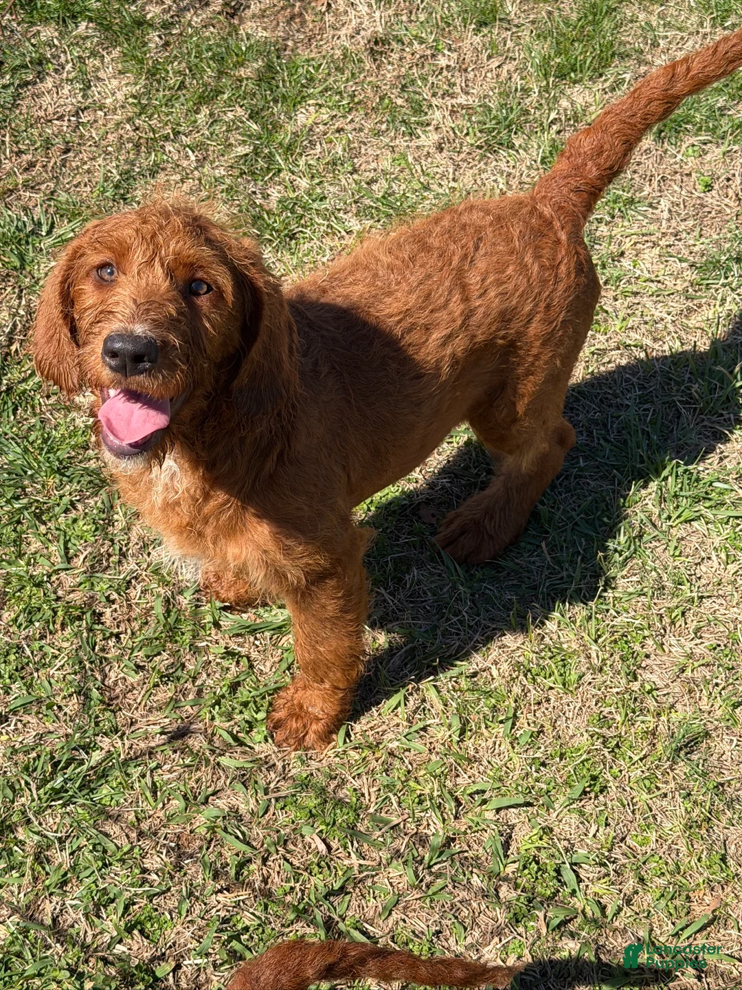 Labradoodle dogs for sale: Kenny - Ad 4