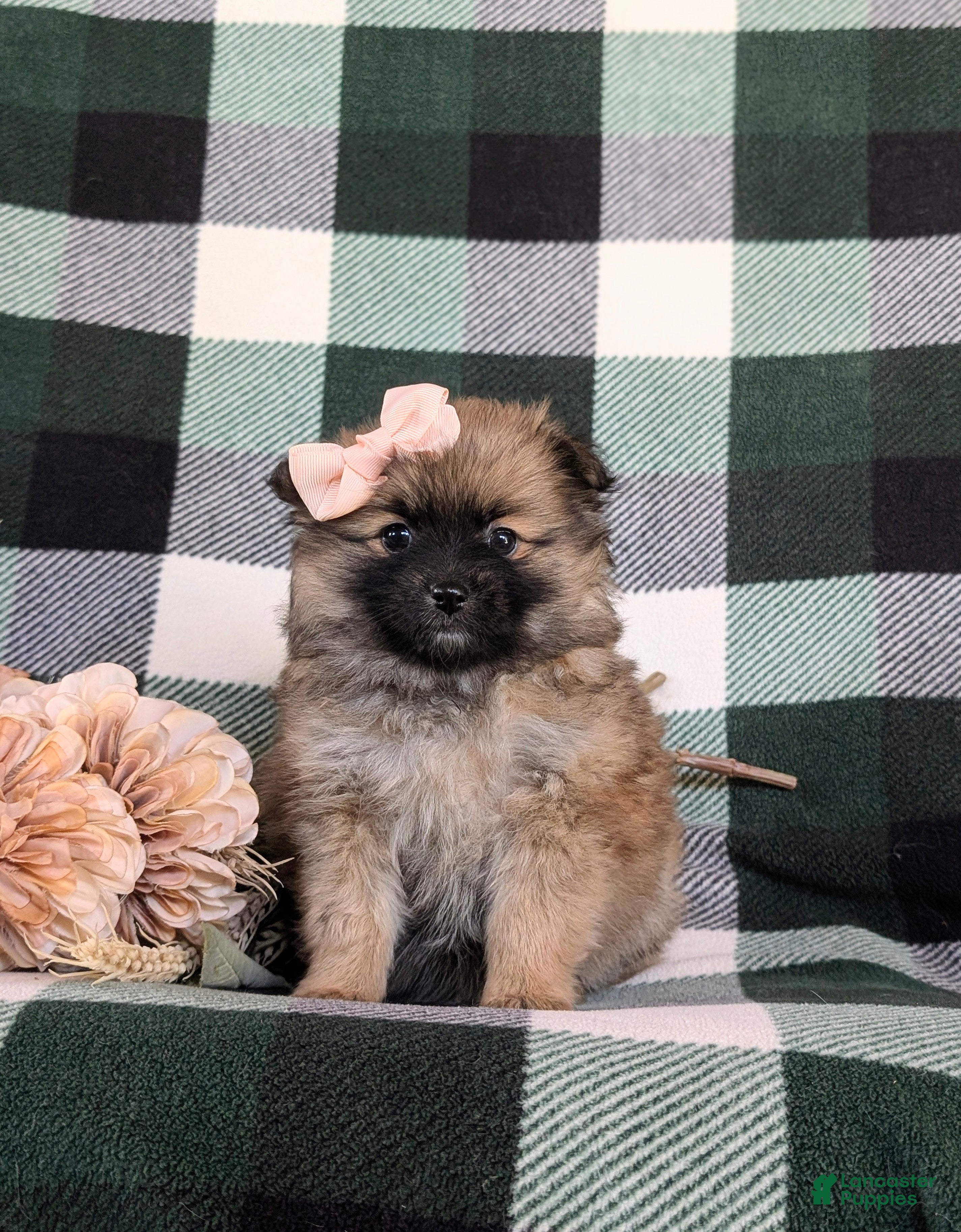 Pomeranian dogs Tiffany - Ad 2