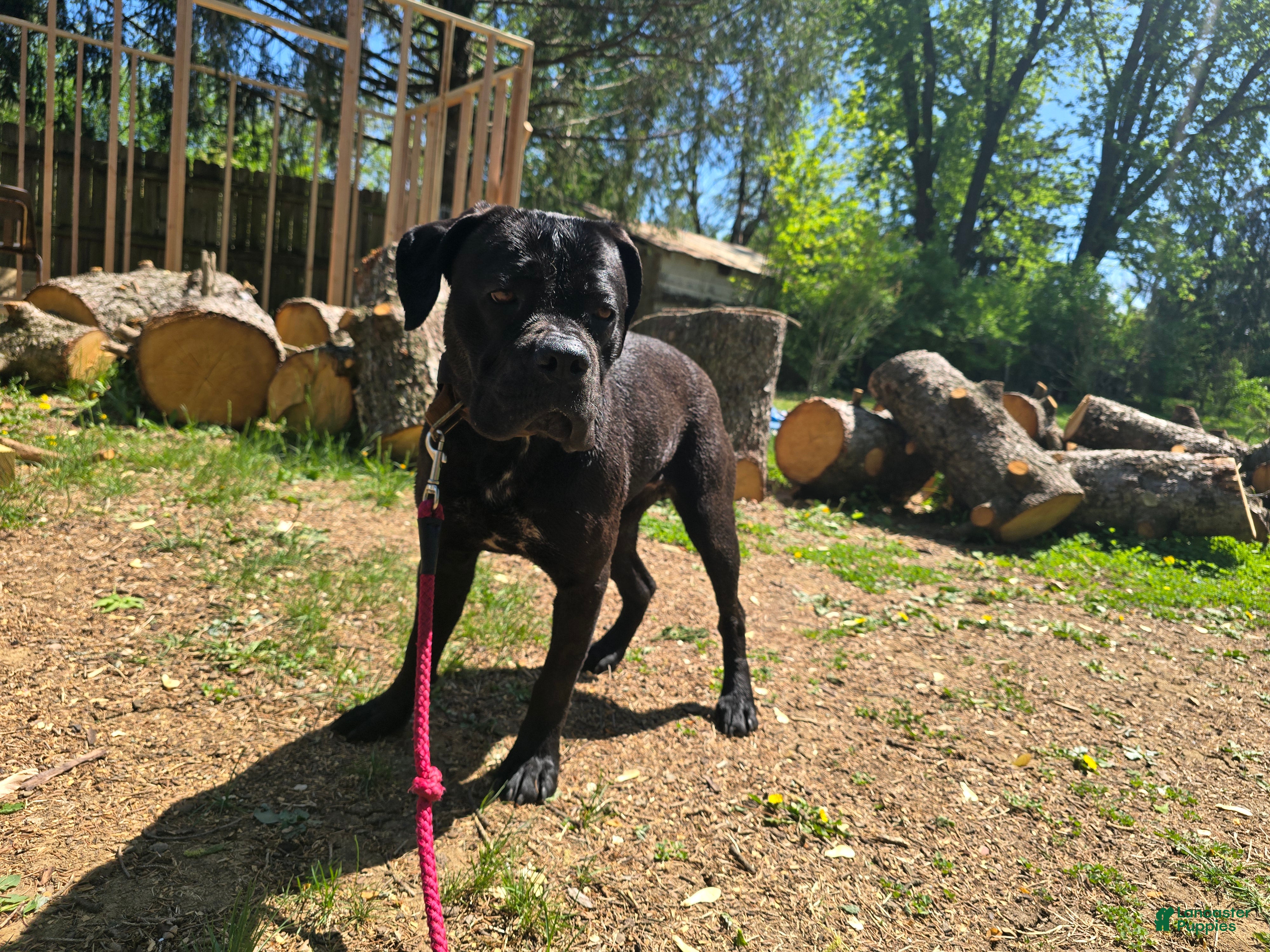 Cane Corso dogs COCO MINI CORSO  - Ad 21