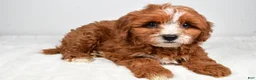 Cavapoo dogs for sale: Alex - Ad 1
