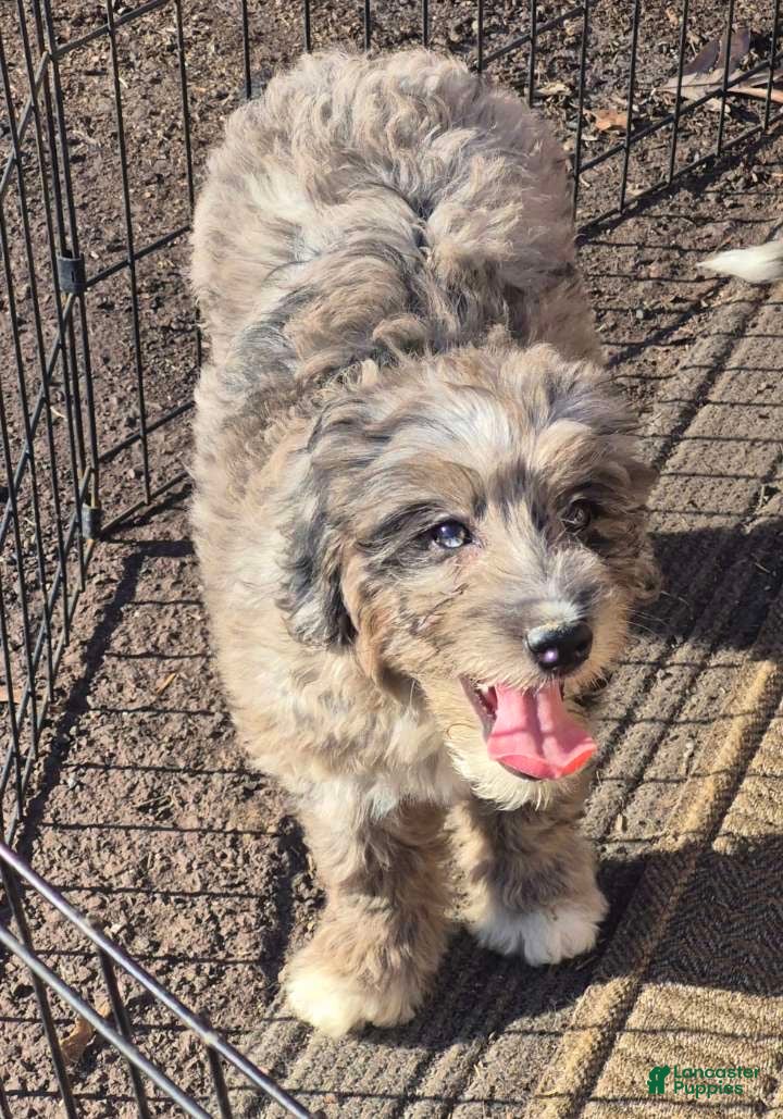 Mini Bernedoodle dogs Mini Bernedoodle Puppy 1 - Ad 41