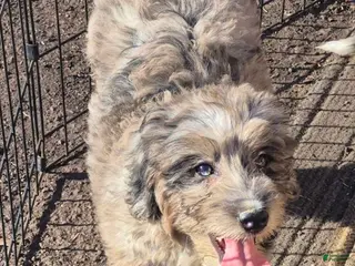 Mini Bernedoodle dogs Mini Bernedoodle Puppy 1 - Ad 41