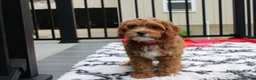 Cockapoo dogs for sale: Freddy  - Ad 2